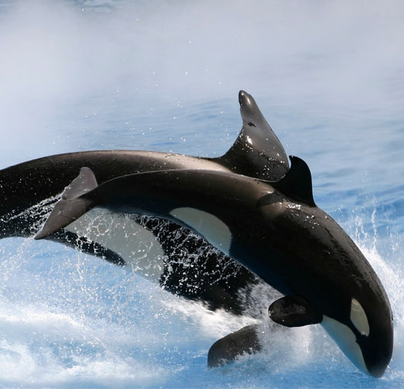 Avistamiento de Ballenas Orca y Mundo Marino